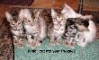 drugcats.jpg